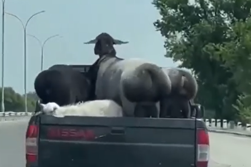 兩隻羊的「蜜桃臀」隨著卡車行進上下晃動，看起來超Q彈。   圖／Facebook＠ NL Martinez