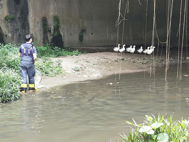8隻白鴨受困大排水溝，嚎叫三天。    圖：新北市動保處提供