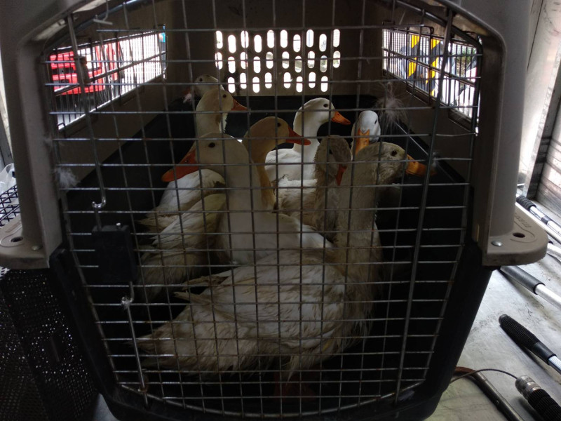 8鴨白鴨獲救，結束72小時驚魂記，被帶回安置照料。   圖：新北市動保處提供