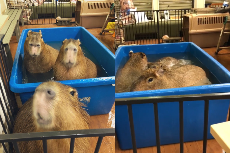 水豚君在大水箱裡玩水，三隻不停轉圈圈的樣子就像滾筒洗衣機！   圖／Instagram@ capybara_land_puipui