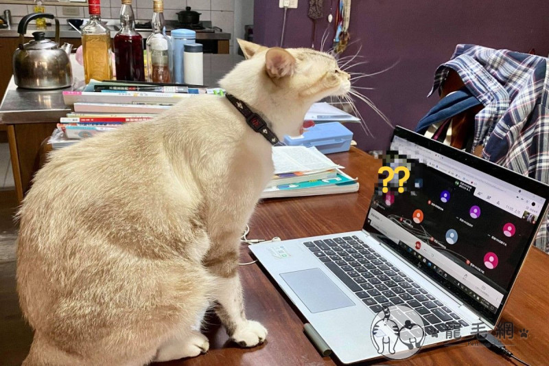 人類哥哥居家線上上課，貓咪竟然在鏡頭前打呵欠！   圖／網友李曉芳授權提供