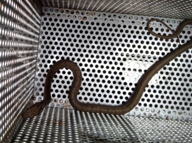 上演「機車裡有蛇」的臭青母蛇。   圖：新北市動保處提供