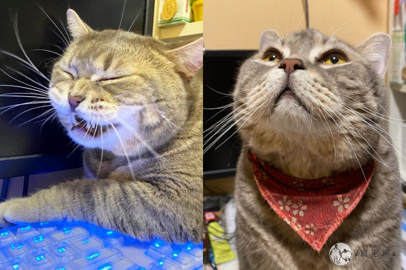 住在香港的英國短毛貓「扎扎」被主人撞見亂啃鍵盤的一幕，讓她笑說：「你知道這是不能吃的嗎？」。   圖／IG @pojakjakkk授權