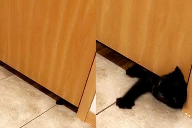 奴才上廁所時，看到門縫下鑽出一隻小黑貓！   圖／AP＋Newsflare授權提供