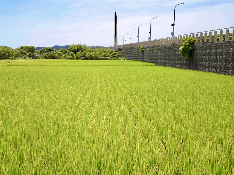 金山水田稻米   圖：新北市農業局提供