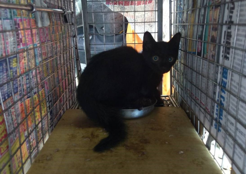 小黑貓獲成功救援。    圖：新北市動保處提供