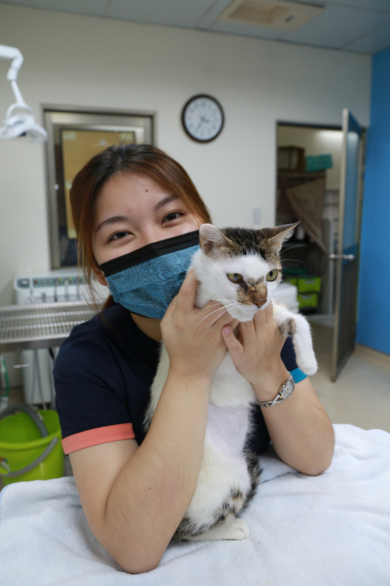 母貓阿醜經過興大的治療已康復，等待新家。   中興大學/提供