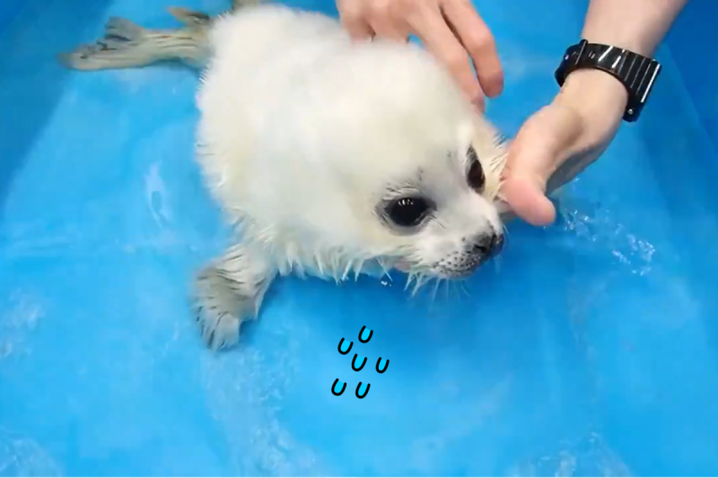 才出生21天的海豹初次下水，卻被大量液體嗆到，連打好幾個噴嚏。   圖／Twitter@ Osaka_Kaiyukan
