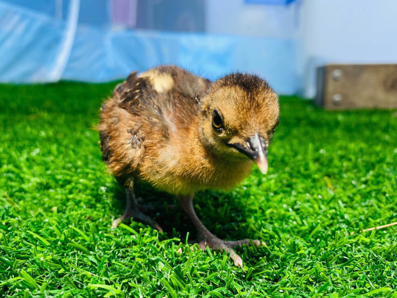 巴拉望孔雀雉寶寶誕生北市動物園，模樣活潑可愛。   圖：臺北市立動物園／提供