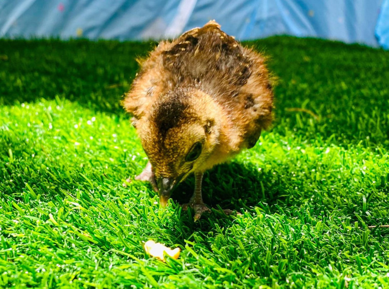 雛鳥對戶外展現好奇心，也十分黏人。   圖：臺北市立動物園／提供