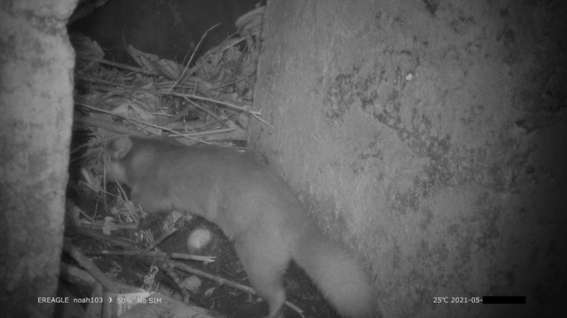 食客鼬獾在漏斗設施吃飯。   圖：新北市政府農業局／提供