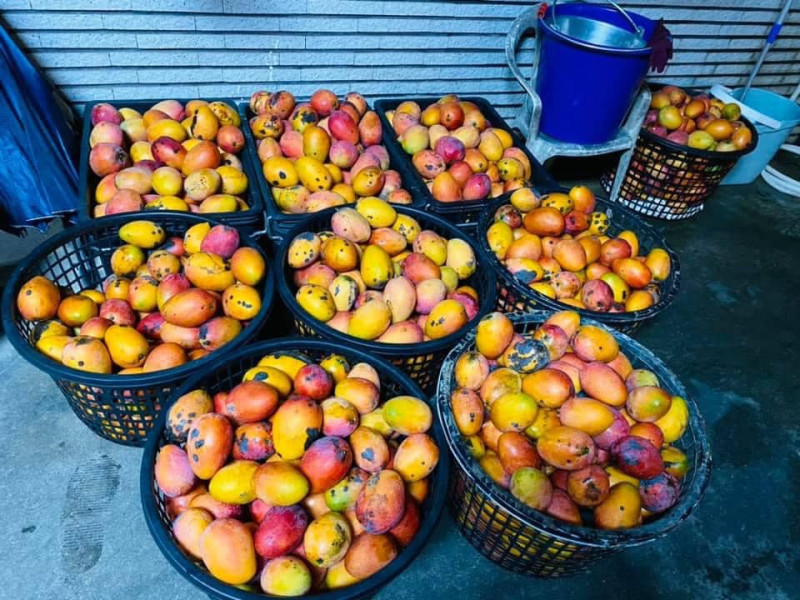 因貨運量大增無法正常配送，果農抱怨滿滿芒果只能放到長黑點當肥料處理。   圖：翻攝自臉書