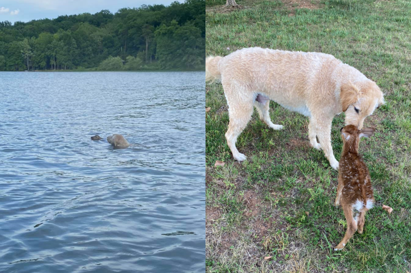 溺水小鹿被黃金獵犬拯救，隔天不忘登門道謝！   圖／Facebook＠ Ralph Dorn）