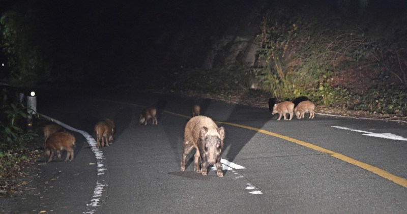 日本福島核災後出現新品種野豬，研究員推測是由受輻射污染的野豬與家豬雜交而來的新豬種。（資料照）   圖：翻攝自環球網