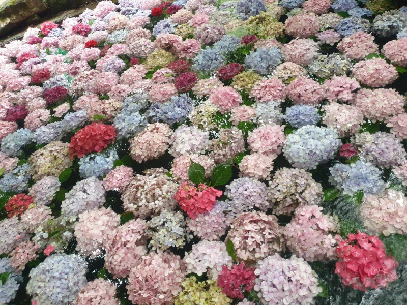 武陵農場則將枯萎前的繡球花剪下鋪在小池子，就像日本「花水手」。   圖：取自武陵農場 Wuling Farm臉書