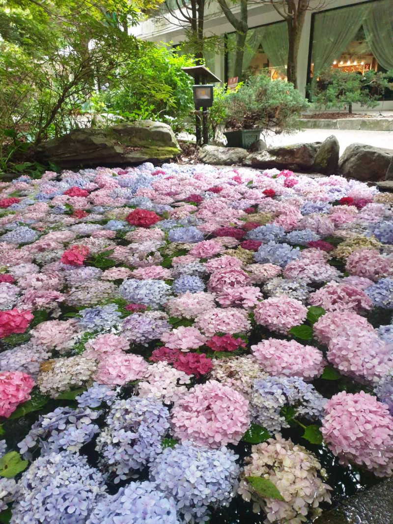 武陵農場的繡球花池吸引了很多不能出遊的觀眾線上賞花。   圖：取自武陵農場 Wuling Farm臉書