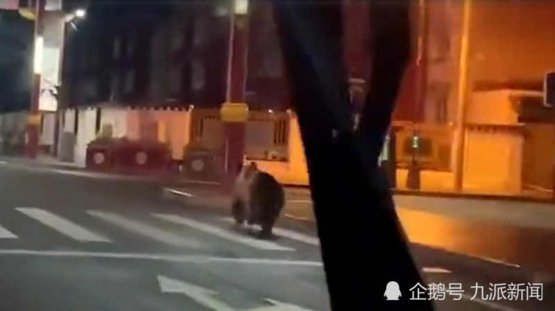 四川深夜有棕熊在街道上出沒。   圖: 翻攝自騰訊網