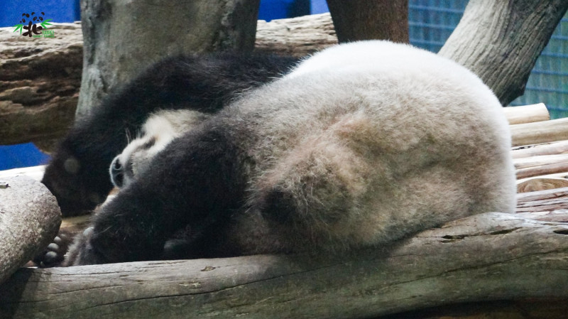 大貓熊「圓仔」明日將滿8歲。   圖：台北市立動物園／提供