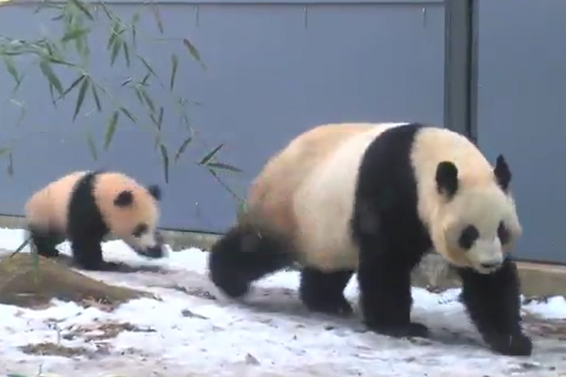 大熊貓走在前頭，小熊貓在後頭玩耍衝撞。   圖：翻攝自Twitter@ tyomateee2