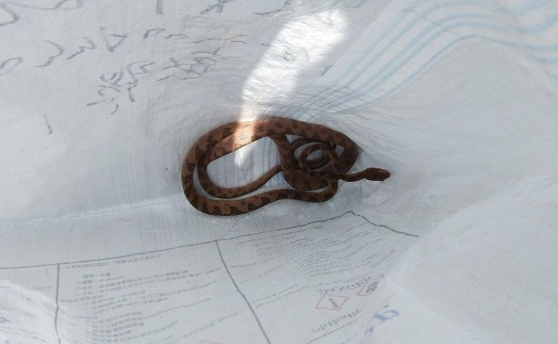 許多人使用麻布袋裝蛇。   圖：新北市動保處提供
