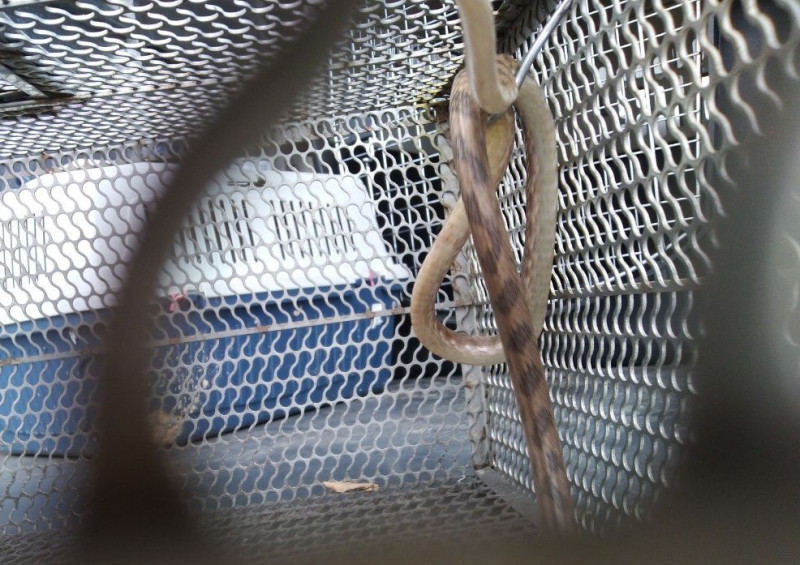 動保員捕捉到蛇後，將蛇放置於小孔洞的蛇籠中，避免蛇逃逸。    圖：新北市動保處提供