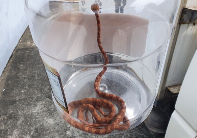 較小的蛇可以使用有加蓋容器限制蛇的行動。    圖：新北市動保處提供