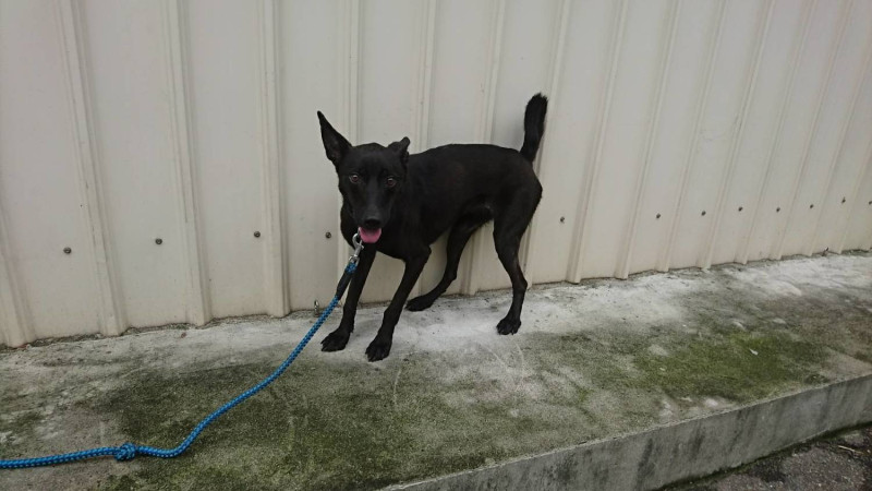 經治療後恢復活力的黑犬。    圖：新北市動保處提供