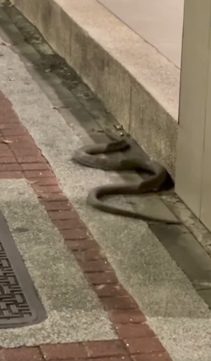 網友發現江子翠街頭出沒蛇類。   圖：翻攝自江子翠社區：寵物家庭臉書