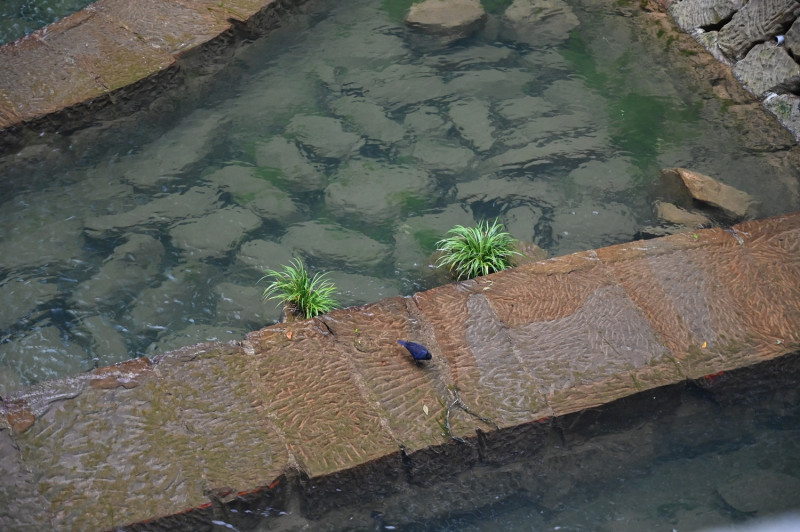 鉛色水鶇於固床工上棲息。   圖：嘉義林管處／提供