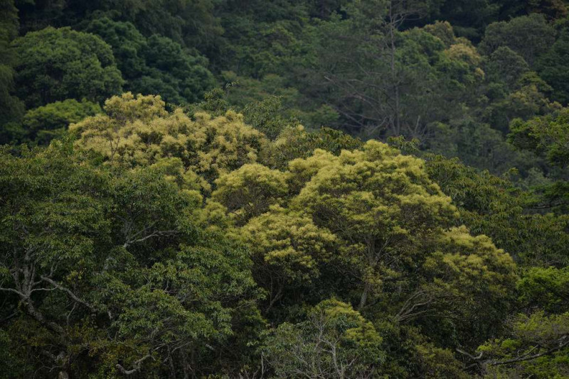 觀霧森林中圍繞著長尾栲的生物物候與森林生態現象。   圖：新竹林管處／提供