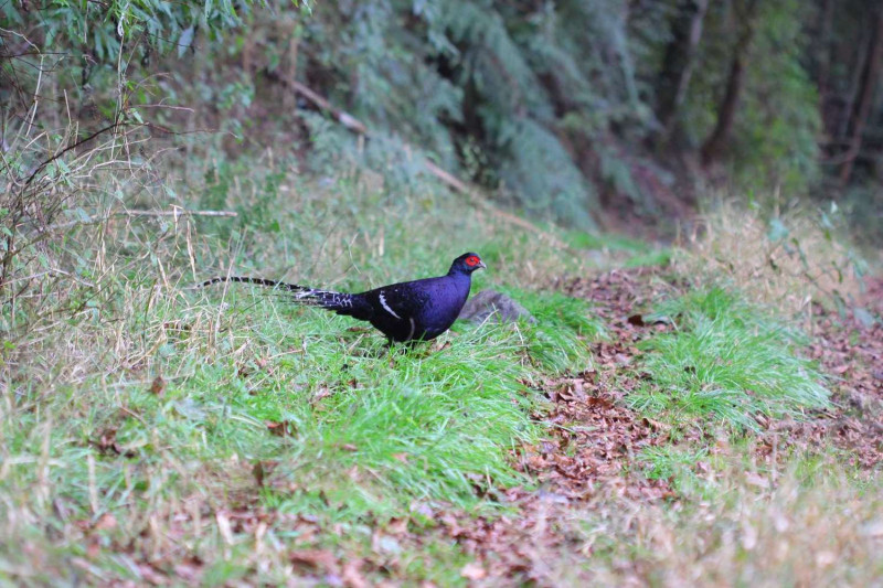 黑長尾雉（帝雉）會在林道邊或步道上悄悄現身，悠閒地翻翻落葉、找果子吃 。   圖：新竹林管處／提供