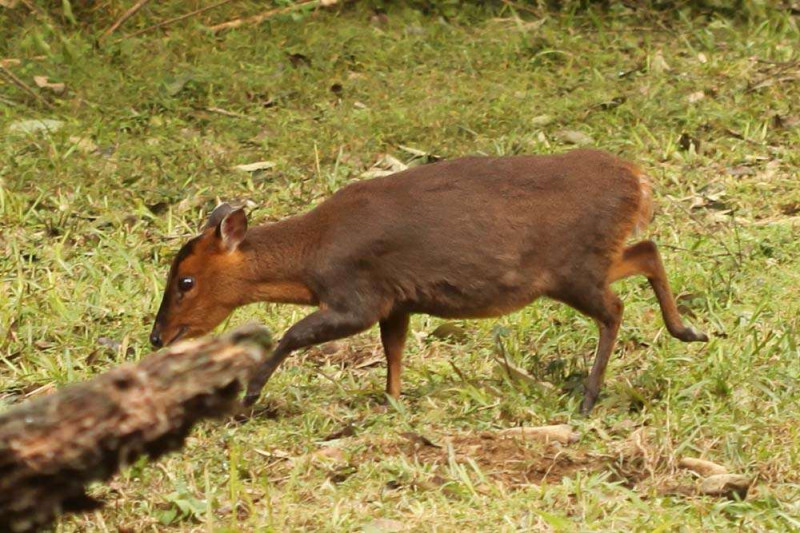 覓食中的山羌，是生性害羞的草食動物 。   圖：新竹林管處／提供