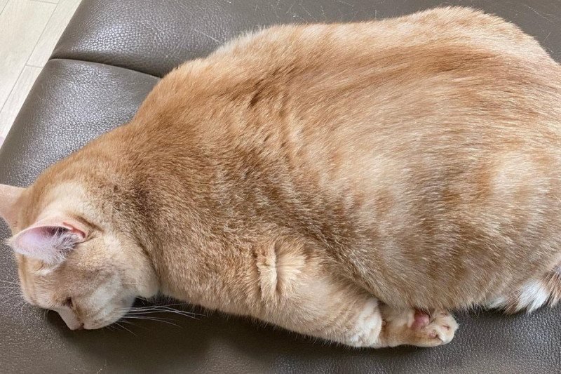 韓國一隻橘貓很喜歡趴臥在沙發上。      圖：翻攝自IG @gombung   