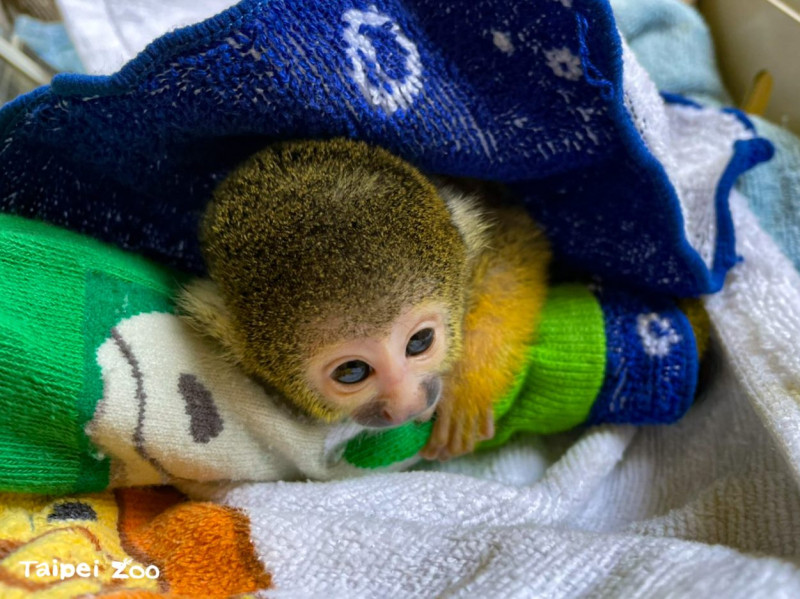 黑冠松鼠猴寶寶活力旺盛，最喜歡的是保育員做給他的襪子抱枕。   圖：台北市立動物園／提供