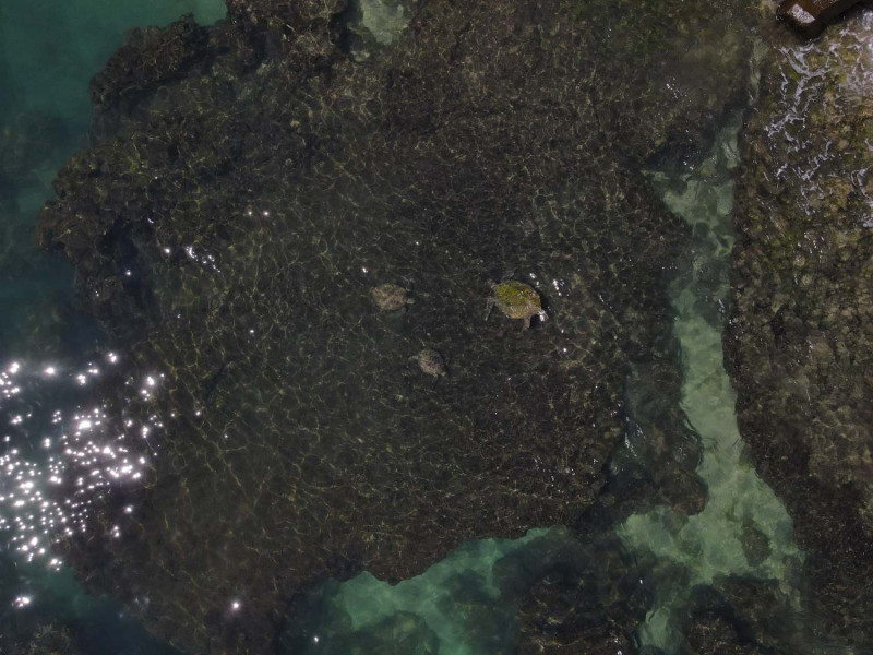 海洋保育署日在小琉球空拍海龜，紀錄族群數量。   圖：翻攝自海洋委員會海洋保育署臉書