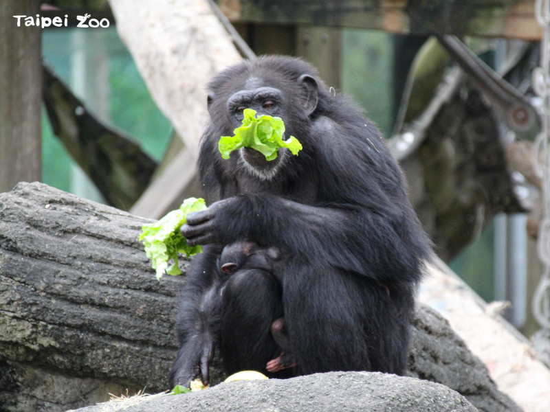 如何讓挑食的動物們攝食營養均衡，北市動物園自有一套。   圖：台北市立動物園／提供