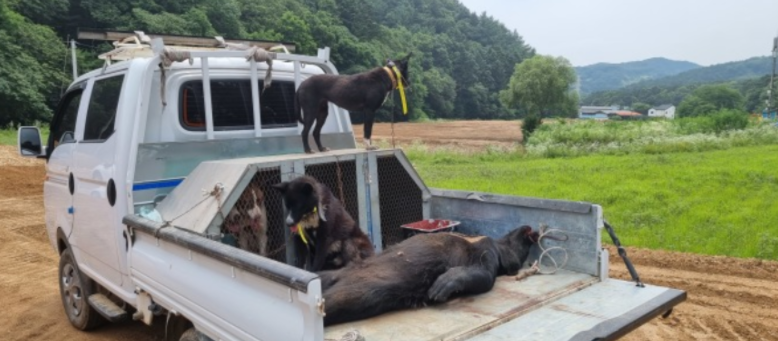 在黑熊外逃後，當地立即組織20餘人進行追捕，在搜救犬的幫助下，追捕人員在距離農場400多米的地方發現一隻黑熊，並將其當場擊斃。被射殺的黑熊為3歲，體重100公斤。   圖：翻攝自海外網