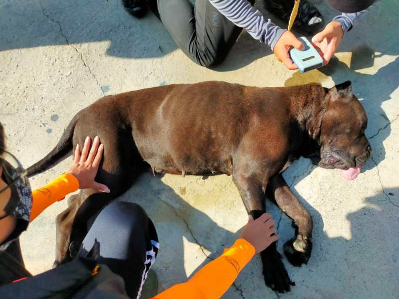 猛犬遭麻醉後，終被捕獲。   圖：嘉義縣政府/提供
