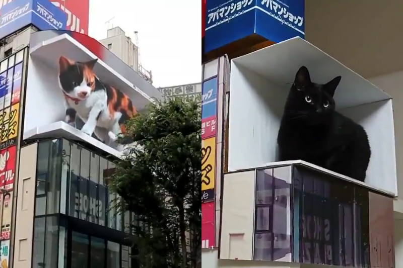 東京新宿車站出現巨大三花貓後風靡網路，網友便效仿自己做了一個！   圖／Twitter@ cross_s_vision、f2touhey