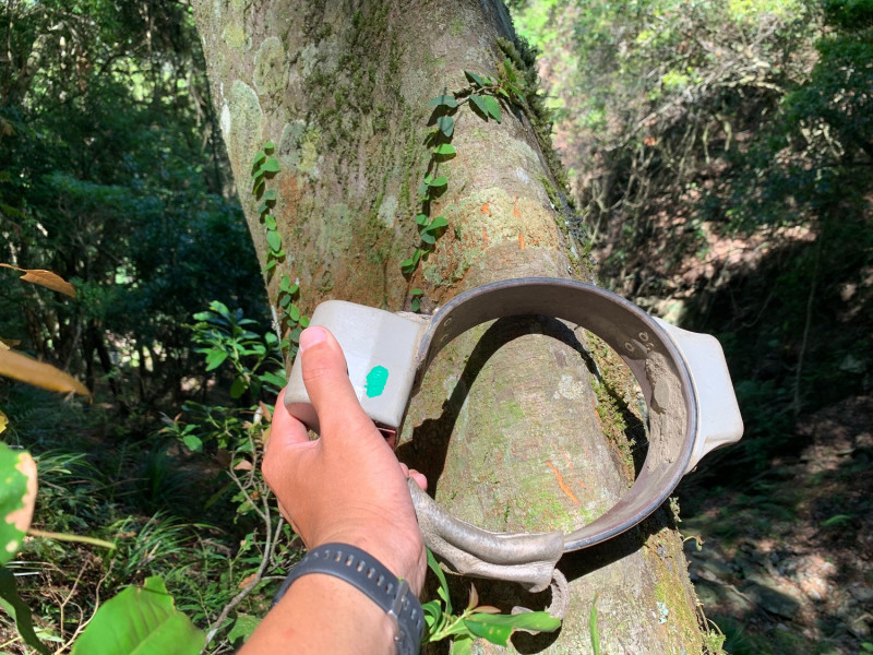 小梗木薑子樹幹上也發現可能是Mulas所留下爪痕。   圖：台東林管處／提供