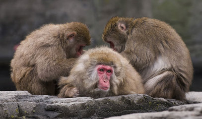 中國爆出第1起人類因為解剖猴子而感染「猴B病毒」死亡案例，引起國際重視。   圖：翻攝自中國北京動物園