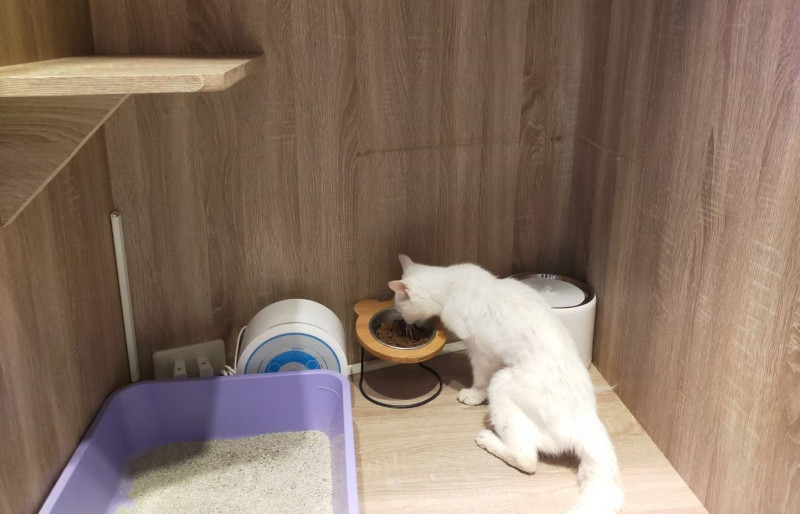 貓瑞咪咪在寵物旅館安心進食了。    圖：新北市動保處提供