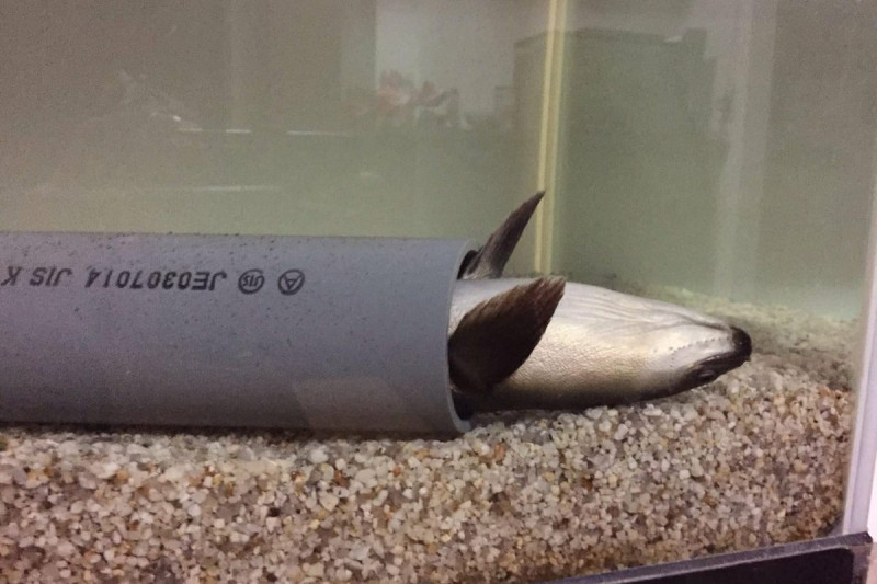 日本一隻寵物鰻的睡姿引起網友熱烈討論。      圖：翻攝自twitter @ironmaiden5415   