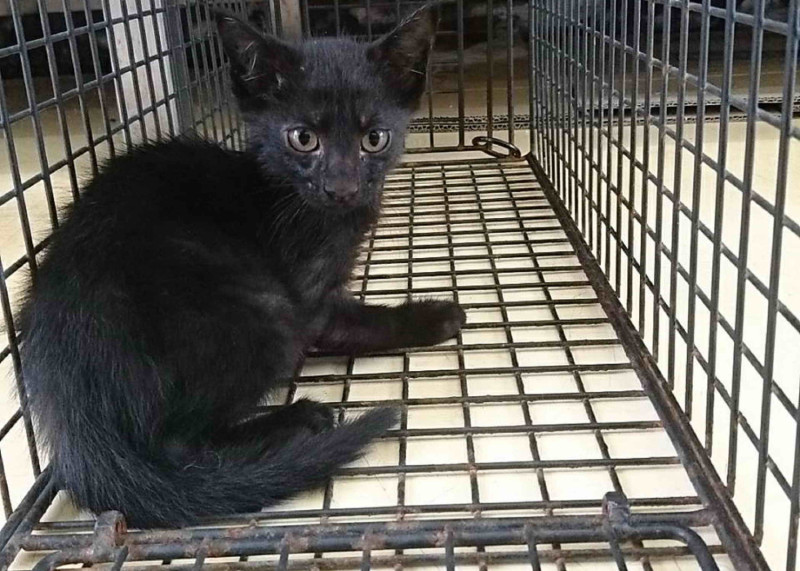 動保員誘導幼貓到籠內，救援成功。    圖：新北市動保處提供