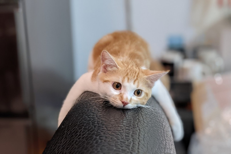 網友周先生家的橘白貓喜歡在沙發上當「無尾熊」。     圖：網友周恒泰／授權提供   