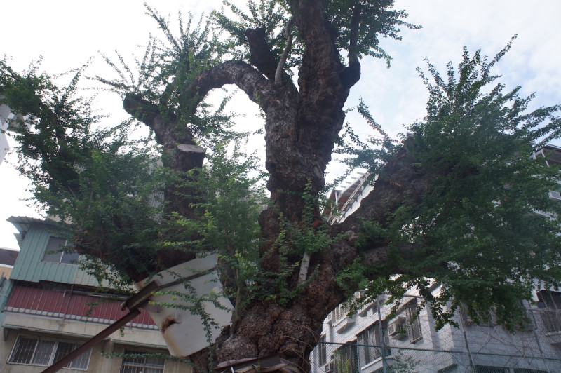 臺南女中內的丁窈窕樹、人權樹。   圖： 「丁窈窕繪本創作小組」提供