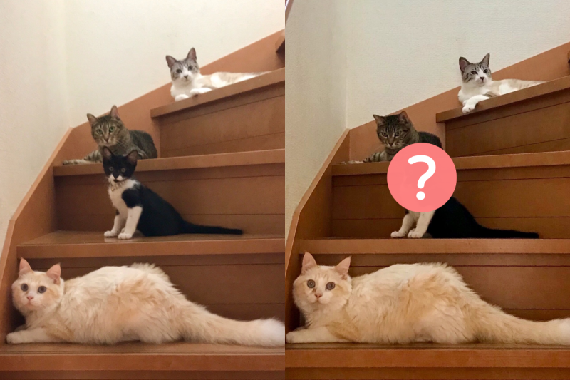 奴才想上樓，卻被四隻貓咪堵在樓梯口。   圖／Twitter@ omochi_nam01