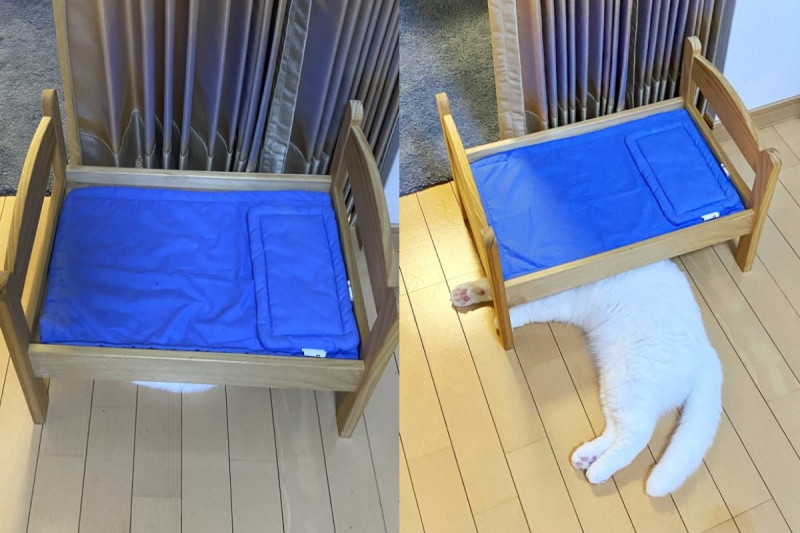 日本一名貓奴買了玩具床，貓咪卻選擇「睡下舖」。   圖／twitter @s_sekko