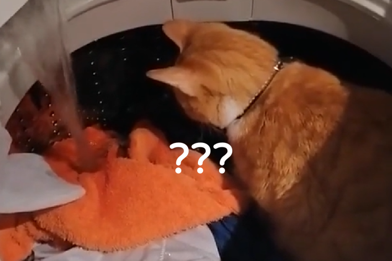 洗衣機正在放水，橘貓卻仍坐在原地不走！   圖／TiKTok@ maurosalazar2846