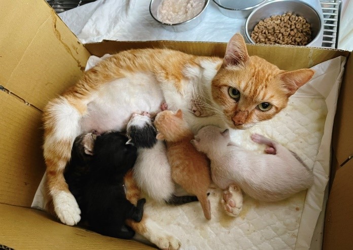 1週齡以下犬貓每2小時就需進食一次，若缺乏母親餵養便會死亡。   圖：新北市動保處提供